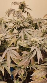 20241105_042935.jpg 20241105_042935.jpg