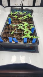 20241105_051732.jpg 20241105_051732.jpg