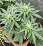 IMG_0202.jpeg