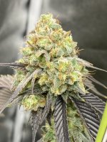 IMG_2054.jpeg