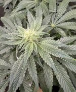IMG_0251.jpeg