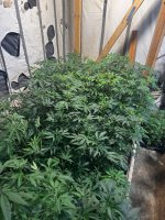 IMG_0428.jpeg