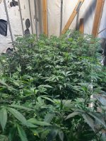 IMG_0427.jpeg