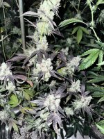 IMG_6719.jpeg