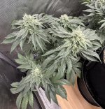 IMG_0326.jpeg