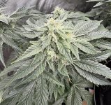 IMG_0327.jpeg