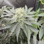 IMG_0329.jpeg