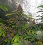 Pink12F3.JPG