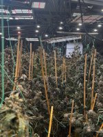 IMG_0786.jpeg