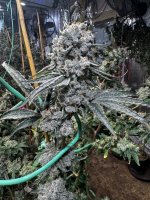 IMG_1018.jpeg