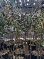 IMG_1072.jpeg