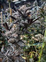 IMG_1097.jpeg