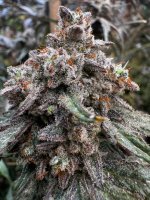 IMG_1155.jpeg