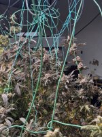 IMG_1334.jpeg