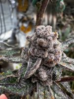 IMG_1407.jpeg