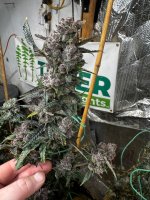 IMG_1826.jpeg