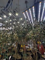 IMG_2053.jpeg