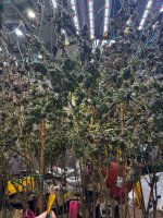 IMG_2154.jpeg