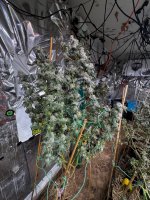 IMG_2194.jpeg