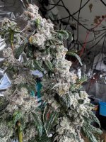 IMG_2197.jpeg