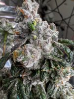 IMG_2202.jpeg