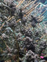 IMG_2357.jpeg
