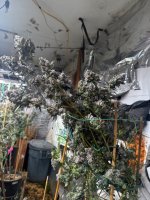 IMG_2397.jpeg