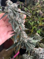 IMG_2502.jpeg
