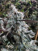 IMG_2504.jpeg