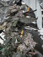IMG_2702.jpeg