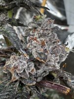 IMG_2703.jpeg