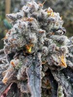 IMG_2818.jpeg