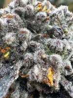 IMG_2821.jpeg