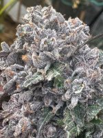 IMG_3395.jpeg