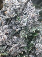 IMG_3459.jpeg