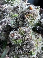 IMG_3627.jpeg