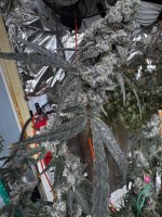 IMG_3763.jpeg