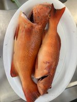 IMG_0428.jpeg