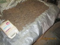 4 7 2025 027 Blue LABs wheat germ bokashi slow drying.JPG