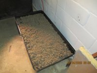 4 7 2025 029 Blue LABs wheat germ bokashi slow drying.JPG