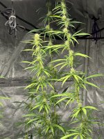 IMG_3146.jpeg