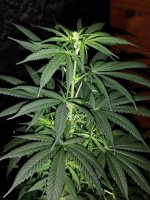 IMG_20250411_005602043.jpg IMG_20250411_005602043.jpg