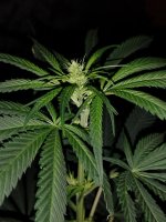 IMG_20250411_005552845.jpg IMG_20250411_005552845.jpg