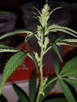 IMG_20250411_005537715.jpg IMG_20250411_005537715.jpg