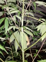 IMG_20250407_001114240.jpg IMG_20250407_001114240.jpg