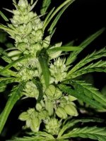 IMG_20250406_235446316.jpg IMG_20250406_235446316.jpg