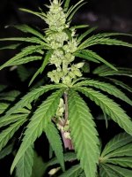 IMG_20250406_235413294.jpg IMG_20250406_235413294.jpg