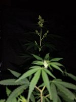 IMG_20250417_195205113.jpg IMG_20250417_195205113.jpg