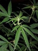 IMG_20250417_195222430.jpg IMG_20250417_195222430.jpg