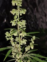 IMG_20250417_204919180.jpg IMG_20250417_204919180.jpg